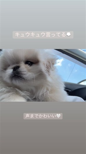 キュウキュウって声までかわいい🥹 赤ちゃんの声🍼！ #ペキニーズ #鳴き声 #赤ちゃん #パピー #ペキニーズ子犬