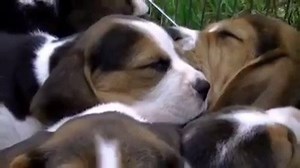 Beagle Puppies Are Just Too Cute OMG...They're Soooo Adorable | The Beagle Report