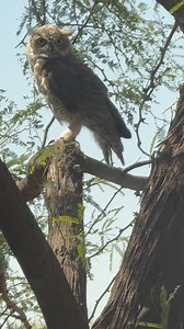 Isn’t he cute? 🦉 Until the next video I post. lol. We had a stare down… | Karen McDougal