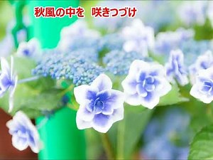 大村龍喜さん「あじさいの花 高田敏子」(令和5年修神会秋季吟道大会)