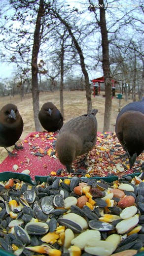 The Cowbirds Are Getting Ready For The Coming Freeze
