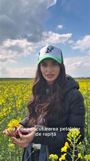 ❓Cand devine rapita vulnerabila la Sclerotinia