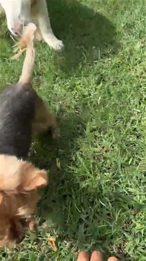 Little Maja ❤️ | Doggy & Cat Paradise / holiday home / hotel / boarding for dogs in Hua Hin