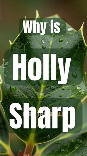 Why Is Holly Sharp? | The Science Behind Spiky Holly Leaves #vlogmas2025