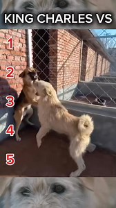 177K views · 2.5K reactions | King Charles vs.. | King Charles Alpha Dog | Facebook
