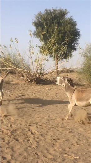 When a Donkey Sounds Like a Predator #animals #cuteanimals