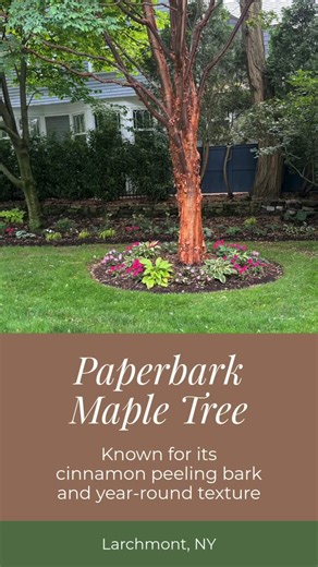 Known for its cinnamon peeling bark and rich, year-round texture, the Paperbark Maple is a true focal point in the landscape. Even when not in leaf, its distinctive bark adds warmth, depth, and visual interest, making it a standout through every season. Surrounded by shade-loving plants and evergreen accents, this tree anchors the space while creating contrast and balance within the planting design. #PaperbarkMaple #LandscapeDesign #TreeHighlight #GardenDesign #ShadeGarden LarchmontNY | Legarden