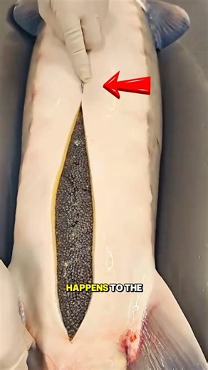 Do They KILL The Fish For Caviar 🤯🐟