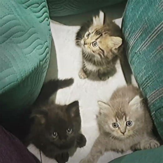 My cat kill siren head #phonkagressive #music #edit