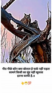 34K views · 10K reactions | Falcon Vs Owl #virals #trendingreels #videos #reelsinstagram #fecebookreels #reels #reelsviralシ #शायरीवीडियो #exprolepage #trendingreelsvideo #owl #istagram #story #reels #instagramreels #falcon #reels | Adarsh Yadav | Facebook