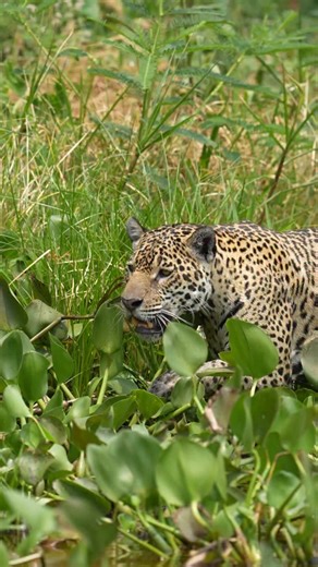 1.4K views · 48K reactions | El jaguareté es el felino más grande de América y cumple un rol clave en el Pantanal: mantiene en equilibrio a las especies y protege la salud del ecosistema. Su hogar depende de la conexión entre bosques, pastizales y humedales. En WWF trabajamos junto a comunidades y productores para reducir conflictos y conservar los corredores por donde el jaguareté se mueve libre. #JuntosEsPosible #DíaDelPantanal #PantaNow | WWF Paraguay | Facebook