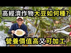 大豆(黃豆)如何種?提高結莢3關鍵，土壤條件、水分管理如何做?營養價值高又可加工| 阿星種植