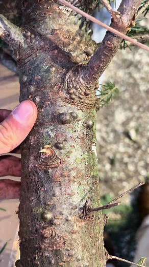 Double pop with some interesting camera work. Christmas is coming! #treepopper #drtreepopper #fyp #handpop #foryou #Zit #asmrsounds #trending #ZitHappens #pimplepop #drpimplepopper #work #pop #skincare101 #sounds #asmr #treepimple #nogloves #viral #nice