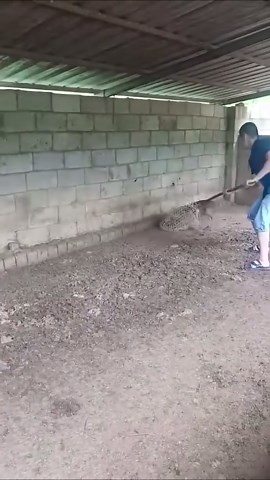 How to Catch Animals with Handmade Tools: Build Your Own Traps from Nature’s Resources!