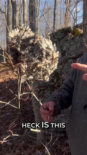 Understanding Paper Wasp Nests for Survival Skills