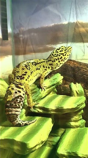 This is Treecko. He would like to come into the out now.