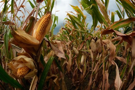 Kansas farmers face corn harvest delays amid rainy weather