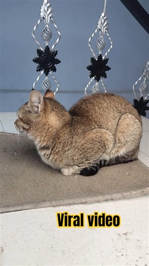 कर दो वायरल मुझे #catshorts #viralshorts #funny
