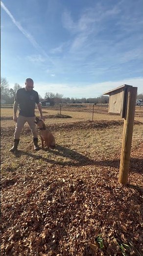 Dog Training with a Rhodesian Ridgeback #dogtrainer #obediencetraining #puppy
