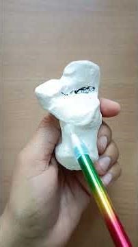 Side determination of Calcaneus. #anatomy #physio #calcaneus#bone