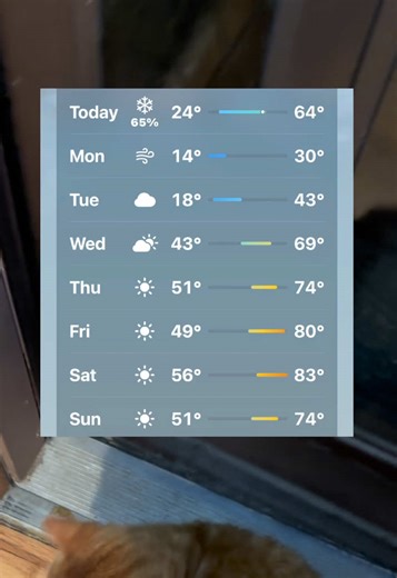 How Missouri Weather Affects Your Cat's Daily Routine