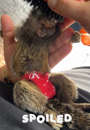 Caring for Your Marmoset Monkey: Tips and Enjoyment