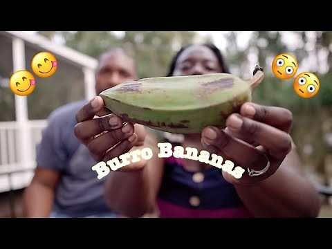 Burro Banana | Exotic Fruits with Keyz&T