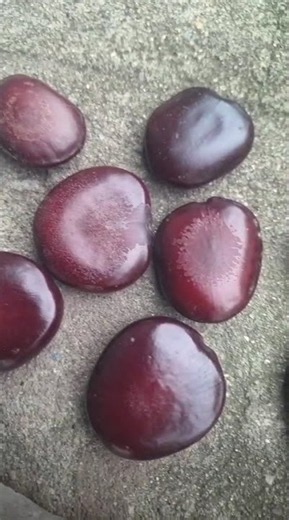 Entada rheedii | Gad Beej | Pahadi Imli | Ghila | Garabi Seed | Polished Quality