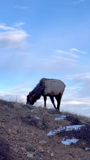 1.9K views · 106 reactions | A couple bulls feeding along the roadside. Sometimes the elk are easy to find and other times we have to work for it - but eventually we track them down! www.goodbullguided.com #gbgt #goodbullguided #rmnp #estespark #elk #bullelk #wildlife #wildlifephotography #wildlifephotographer #wildlifeaddicts #wildlifelovers #nature #naturephotography #naturelovers #naturelover | Good Bull Guided | Facebook