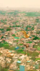 1.1M views · 43K reactions | Follow me @salman_r_3000 ❤️#horse #public #reaction #video #kabootar #reaction #v #viral # @salman_r_3000 #reels #trendingsong❤️ #horse | Salman Sallu | Facebook