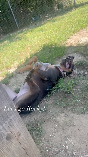 9.9K views · 286 reactions | Let’s go, Rocky! | Montgomery Humane Society Adoptable Pets | Facebook