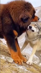 Tibetan Mastiff vs wolf || a guard dog threw the wolf into a deep ravine. #tibetanmastiff #wolf #dog