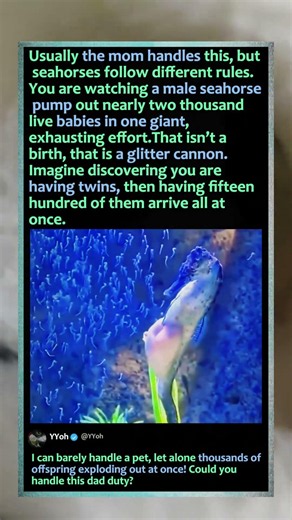 Male Seahorse Gives Birth To Thousands! 🌊 #Nature #Science #Wildlife
