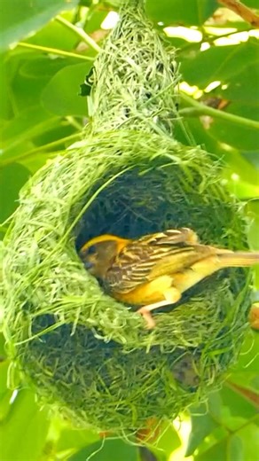 Master Weaver: Asian Golden Weaver’s Nest Building Skills 🌿 #AsianGoldenWeaver #NestBuilding #Shorts The Asian Golden Weaver (Ploceus hypoxanthus) is a masterful architect known for its intricate nest-building skills. Found across Southeast Asia, particularly in wetlands and marshes, this bird weaves elaborate nests from grass and leaves. The male takes the lead in constructing these nests, showcasing his weaving prowess to attract a mate. These nests, often suspended from the tips of reeds or 