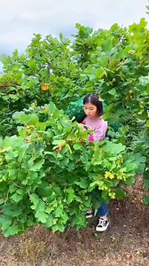 311K views · 839 reactions | Fresh Hazelnut  Harvest from Farm by Rural Farmer | Amazing Farming #hazelnut #harvest #Amazing #farming #reels #fbreelsfypシ゚ #fbreels #fbreelsvideo | Satyam creater | Facebook