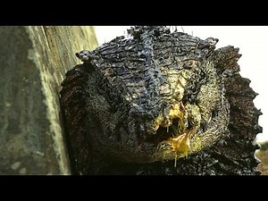 Oats Studios "Volume 1" - Official Trailer #1 (2017)