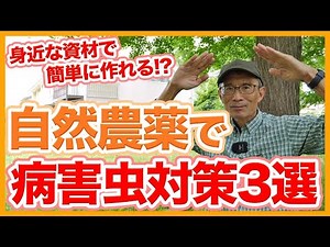 家庭菜園や農園の夏野菜栽培で自然農薬の病害虫対策３選！身近な資材で簡単に作れる自然農薬の作り方と夏野菜の育て方！【農家直伝】