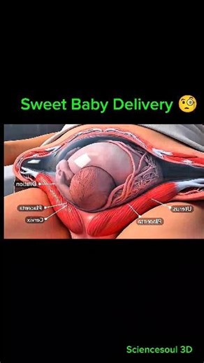 Baby Inside Mother Womb | 3D Animation Pregnancy Journey #shorts #anatomy