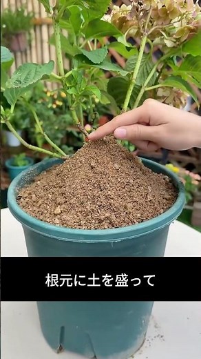 A secret trick to grow hydrangeas without cutting them, with an incredibly high success rate.