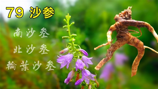 79 沙参——有南沙参和北沙参