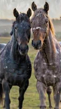 Appaloosa horse is one of the most recognizable and fascinating horse breeds in the world.