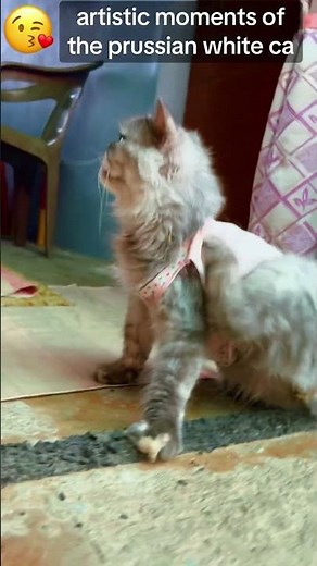 home remedies for wounds in cats | cat wound natural remedy