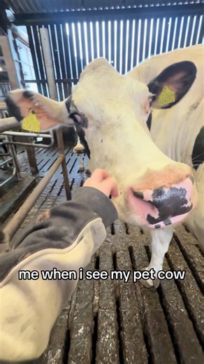 Life on the Farm with My Baby Girl and Cows