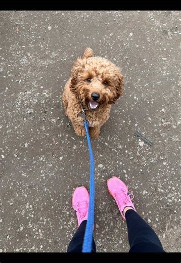 Loosener run with the coach #Running #Marathontraining #Dog #Cockapoo #Runner