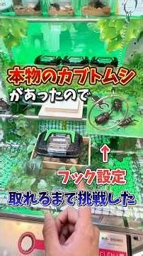 【ゲーセン】クレーンゲームに生きてるカブトムシが入ってたので取れるまで挑戦してみた🪲