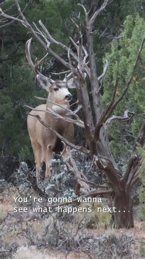 Something Spooked Him… #bigbuck #muledeer #wildlifemystery
