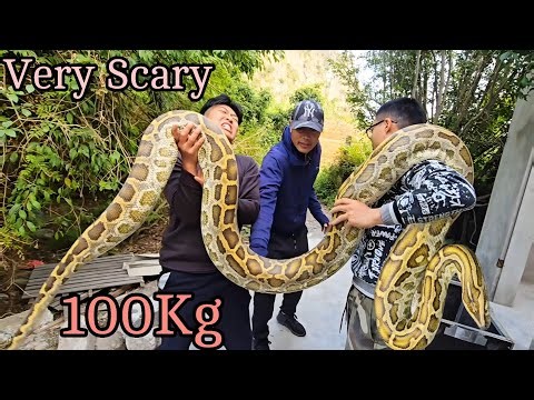 Brave Expert Rescues Young Man From Giant Python And 100 Dragon Snakes