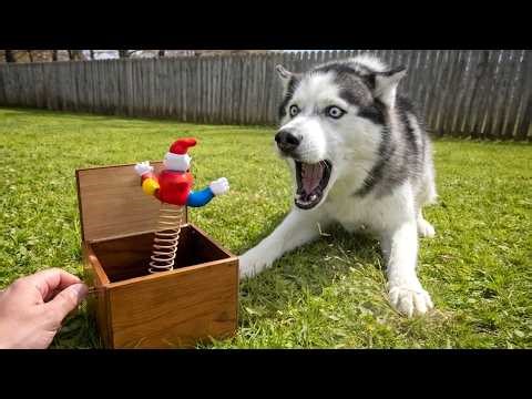 Funniest Surprised & Scared Animals Reactions 🐶🐱 Best Of The Funny Animal Videos