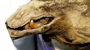 This Bear Was Found Frozen Solid in Ice From More Than 3,000 Years Ago | Haystack News