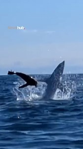 'Like something out of a David Attenborough documentary': Kayak fisherman Greg Potter's latest shark encounter might just be his greatest catch yet. 📸 GP Fishing Adventures #shark #seal #nature #davidattenborough #nz #newshub | Newshub